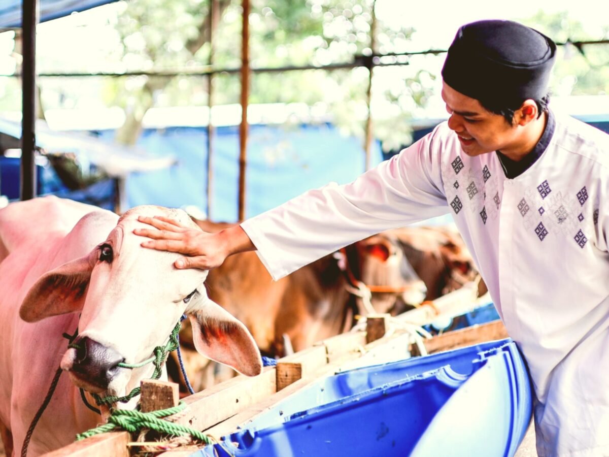 Adak Qurbani