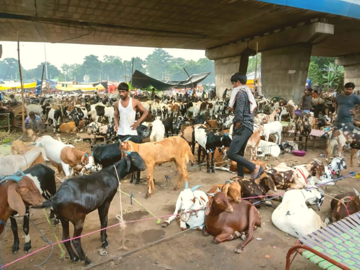 Wajib (Obligatory) Qurbani