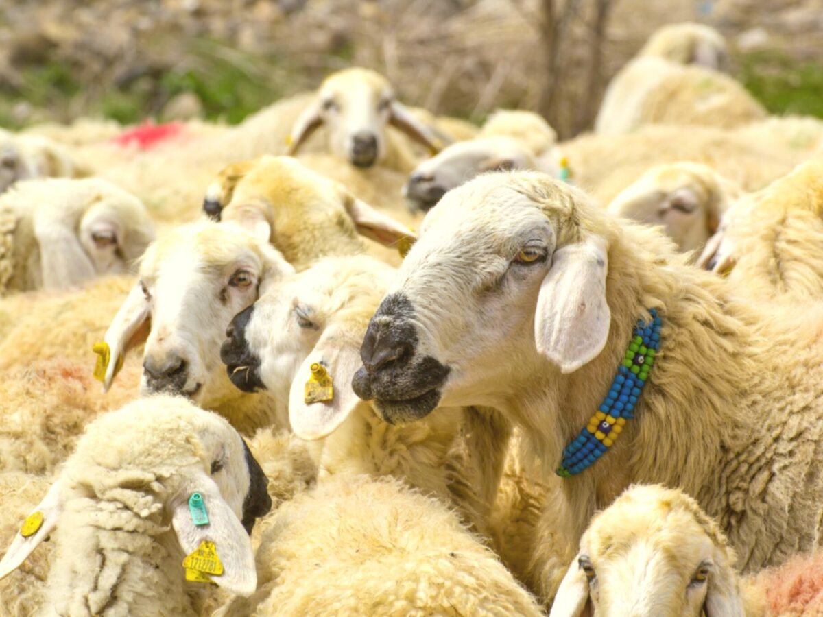 Shukur Qurbani