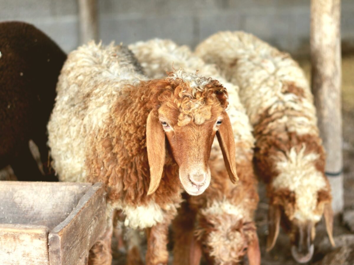 Adak Qurbani