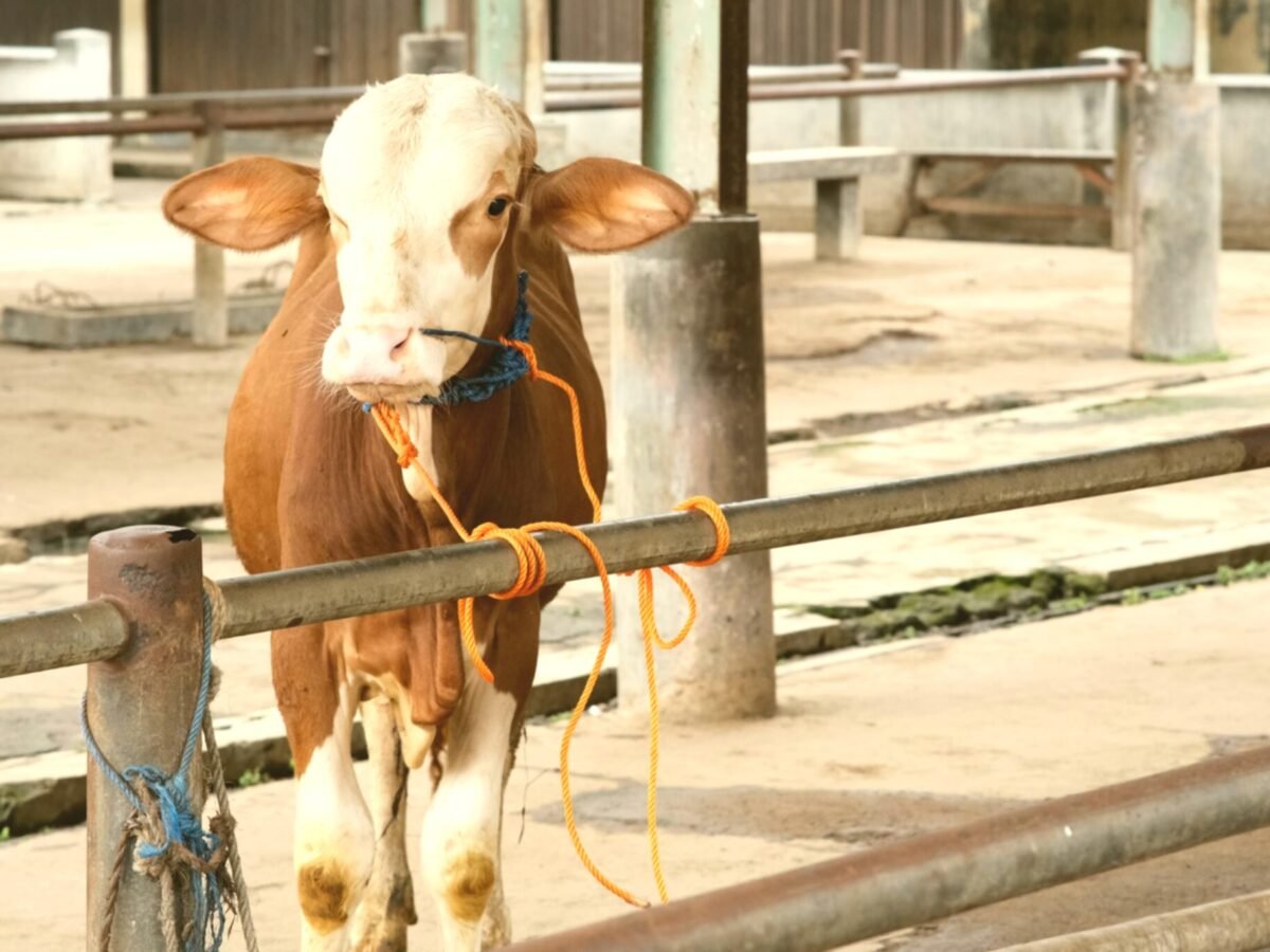 Shukur Qurbani