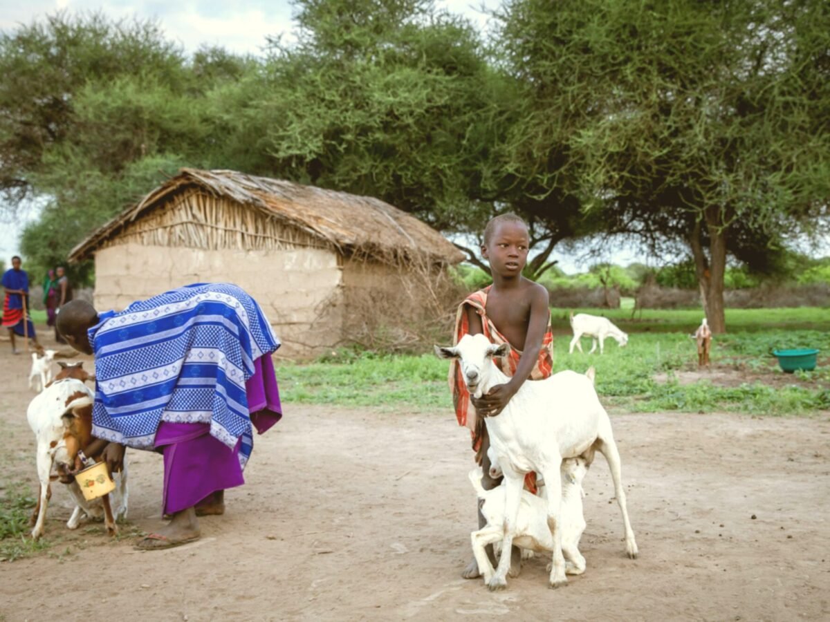 Dairy Goat Project | Field Proof