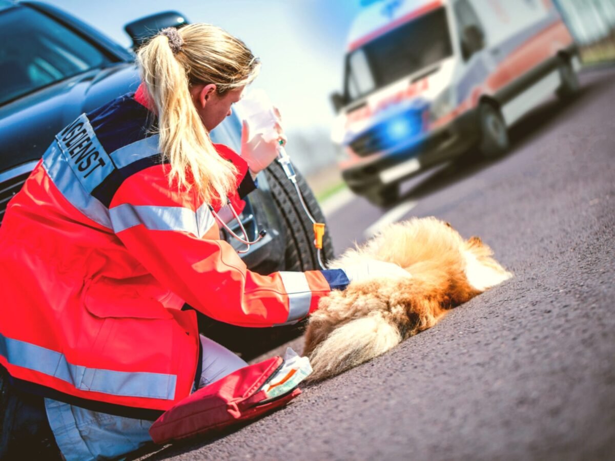 Paw Ambulance | Intention Opened
