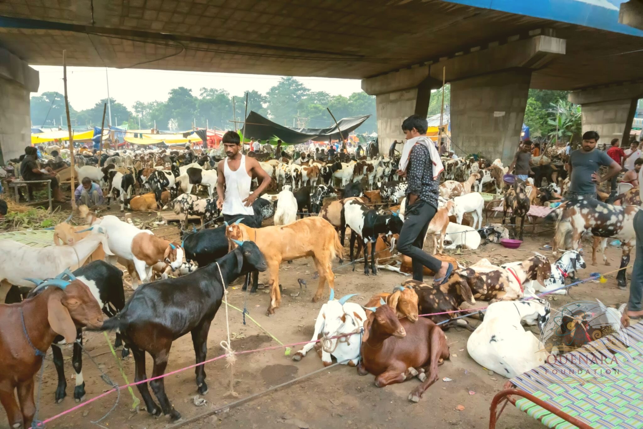 Eid al-Adha 2026: The Profound Meaning of Sharing and Brotherhood 2