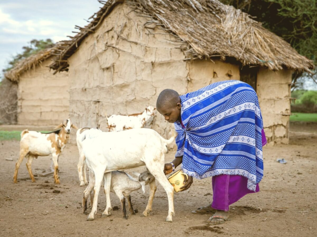 Dairy Goat Project | Field Proof