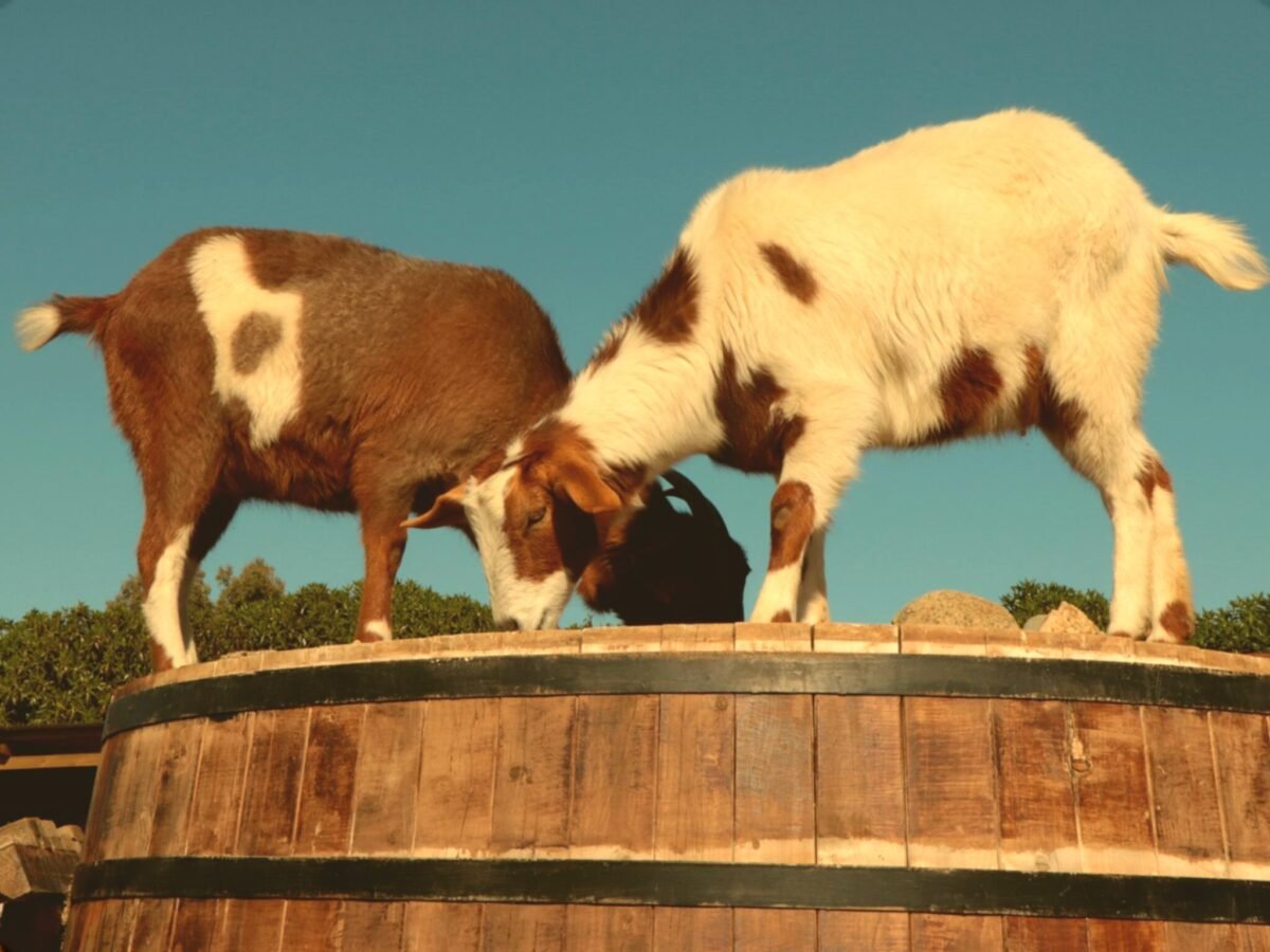Dairy Goat Project | Field Proof