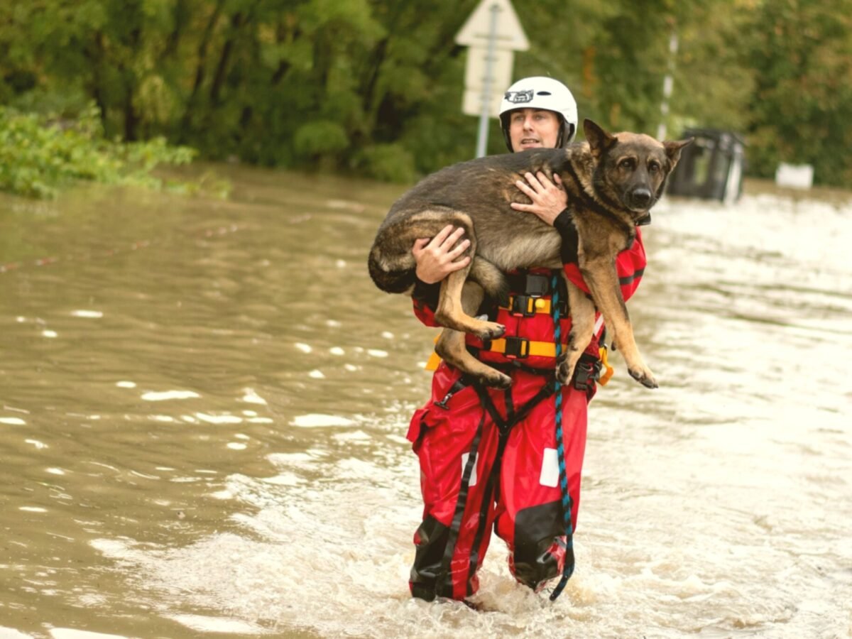 Paw Ambulance | Intention Opened
