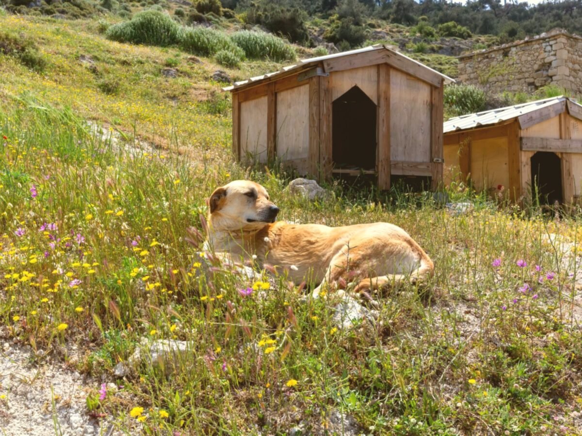Winter Shelter Hut | Intention Opened