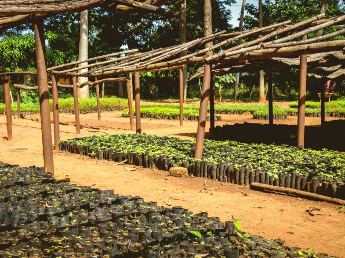 Seed Project | Harvest Hope