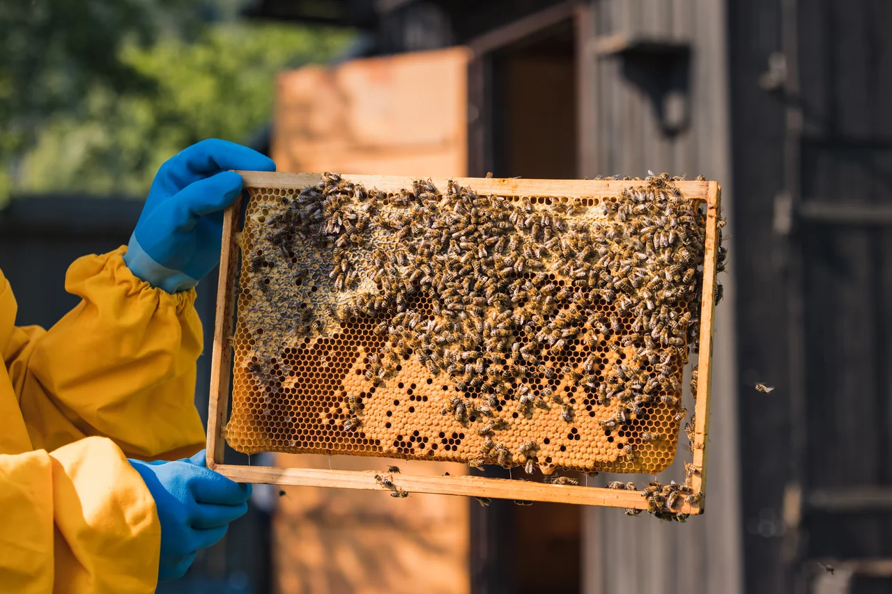 Beehive Cooperative: Income for 100 Families