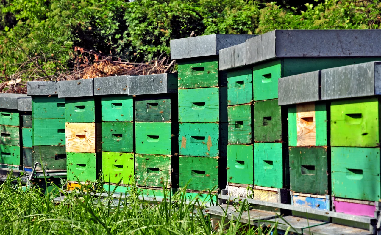 Beehive Cooperative: Income for 100 Families