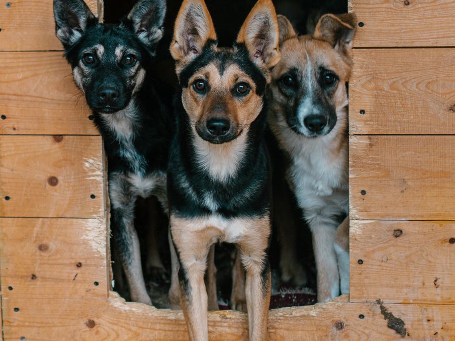 Three dogs looking out of their winter kennel