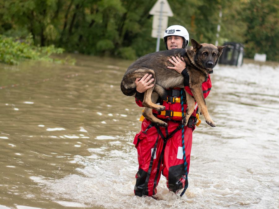 A rescuer carrying a dog through floodwater